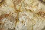 Colorful Petrified Wood (Araucaria) Round - Madagascar #325151-1